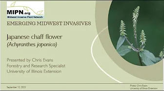 Japanese Chaff Flower (Achytanthes Japonica)