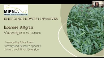 Japanese Stiltgrass (Microstegium Vimineum)