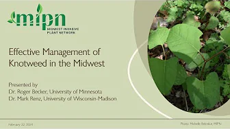 Effective Management of Knotweed in the Midwest