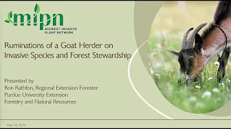 Ruminations of a Goat Herder on Invasive Species and Forest Stewardship