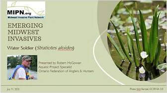 Water Soldier (Stratiotes Aloides)