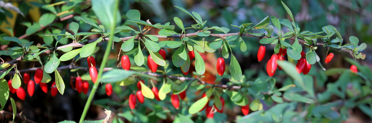 Image of Japanese barberry