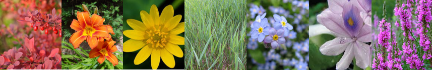 Rainbow of invasive plants banner