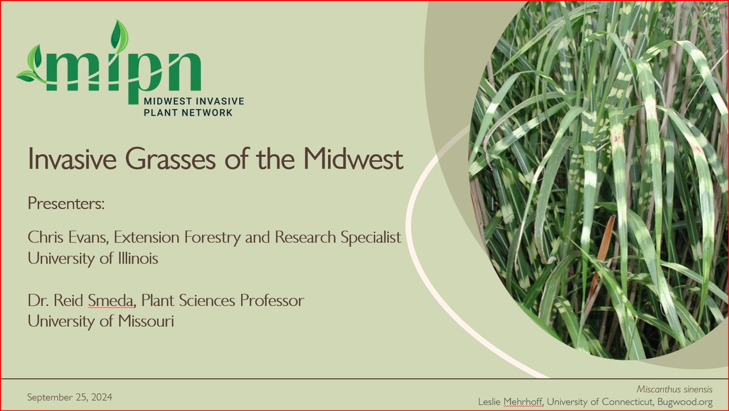 Invasive Grasses of the Midwest