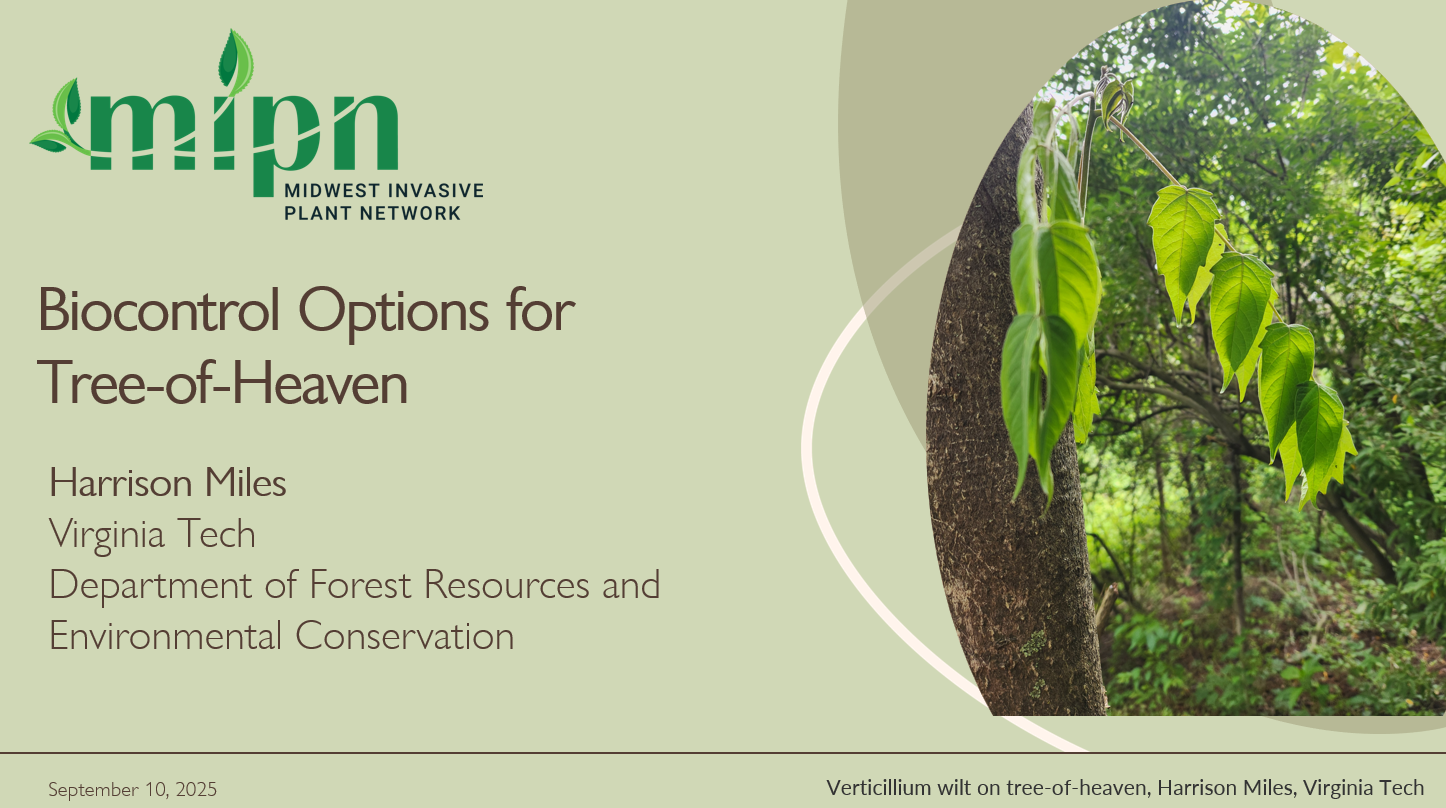 Biocontrol Options for Tree of Heaven