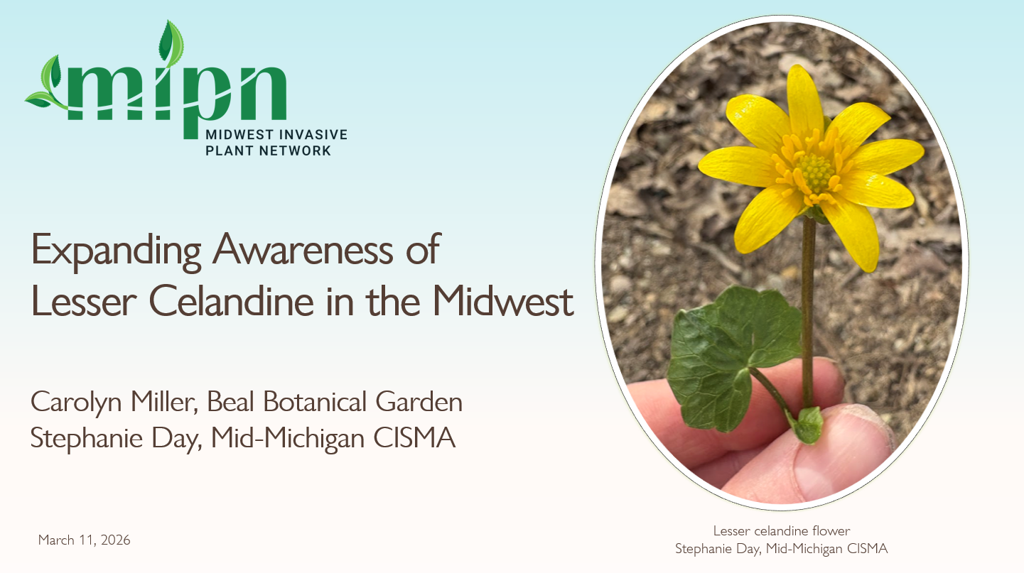 Expanding Awareness of Lesser Celandine in the Midwest