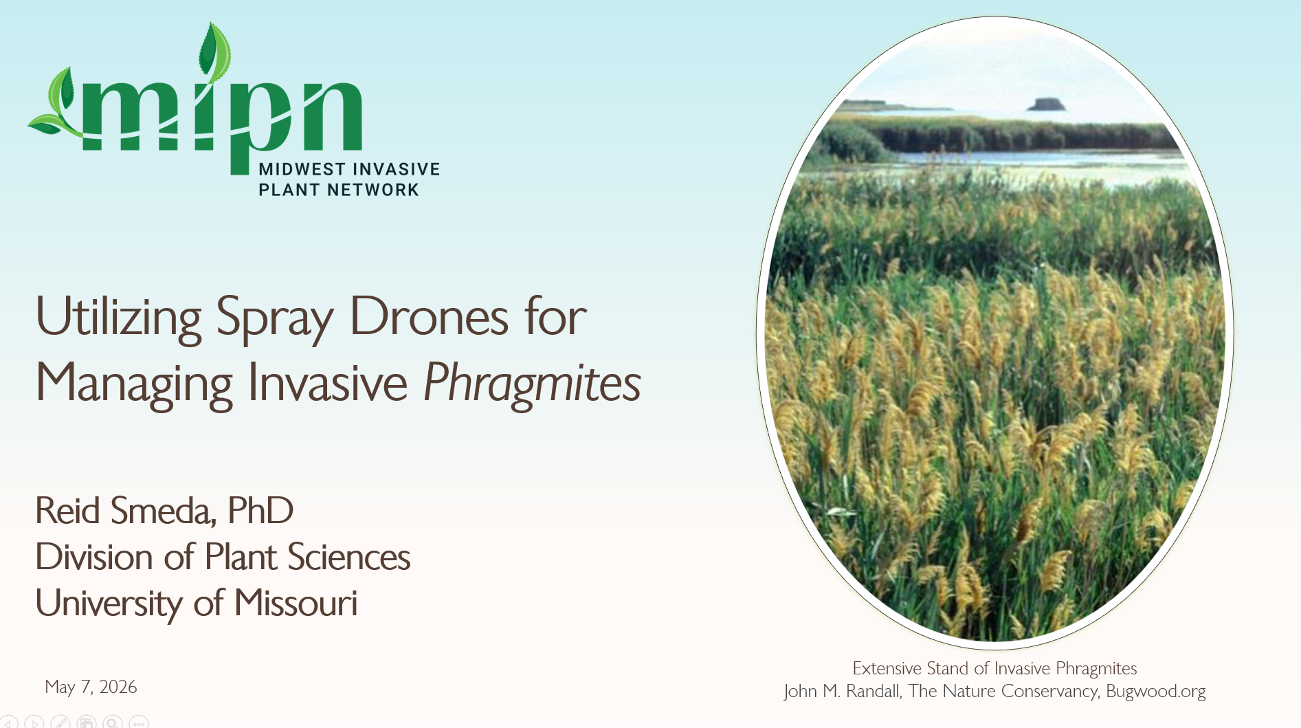 Utilizing Spray Drones for Managing Invasive Phragmites